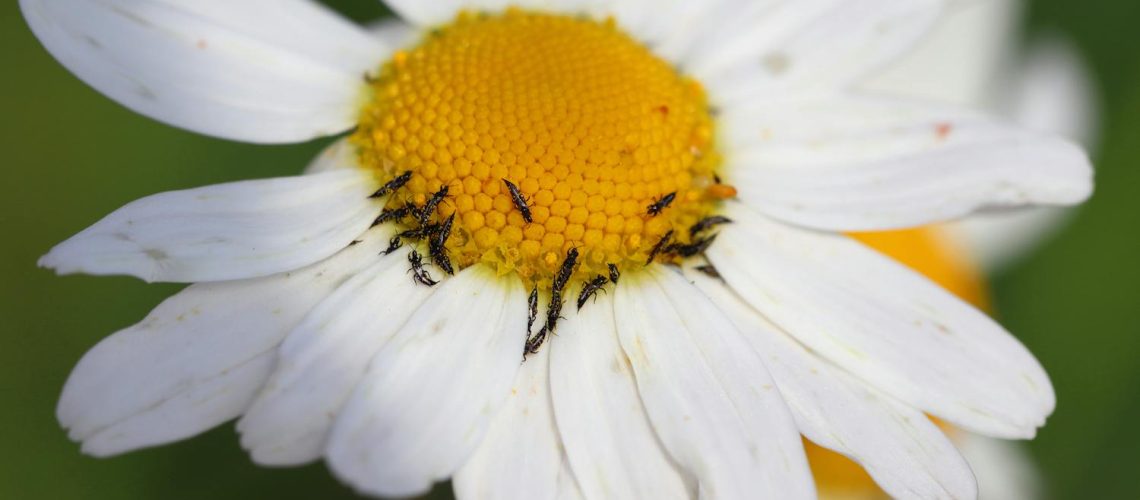 Bêtes d’orage sur la peau, dans la maison : comment les repousser ? Bêtes d'orage sur la peau, dans la maison : comment les repousser ?