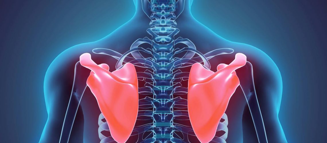 Tout savoir sur les omoplates, pour mieux préserver notre dos Tout savoir sur les omoplates, pour mieux préserver notre dos